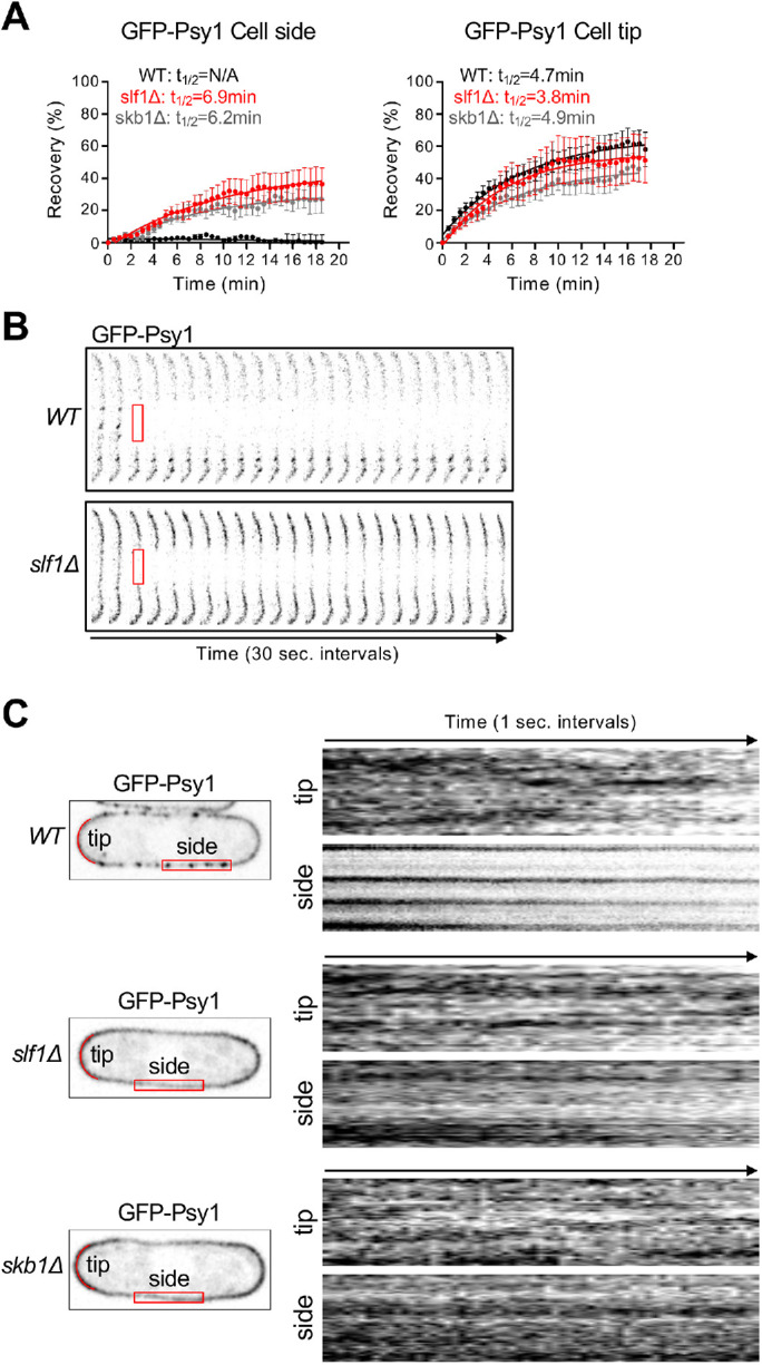 FIGURE 3: