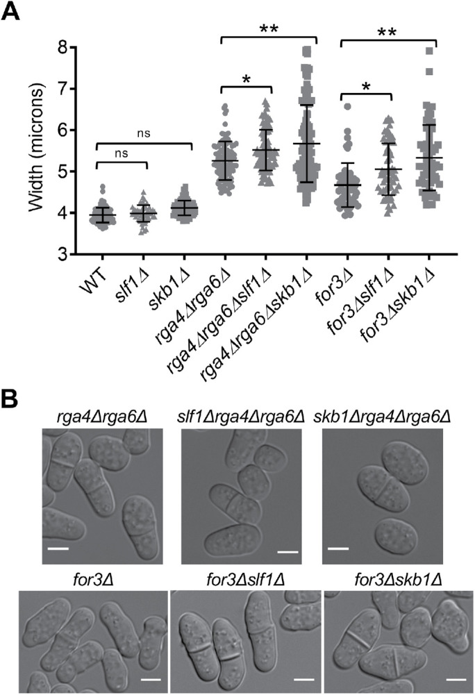 FIGURE 6: