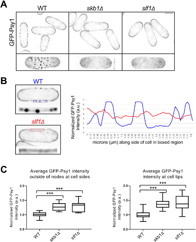 FIGURE 2: