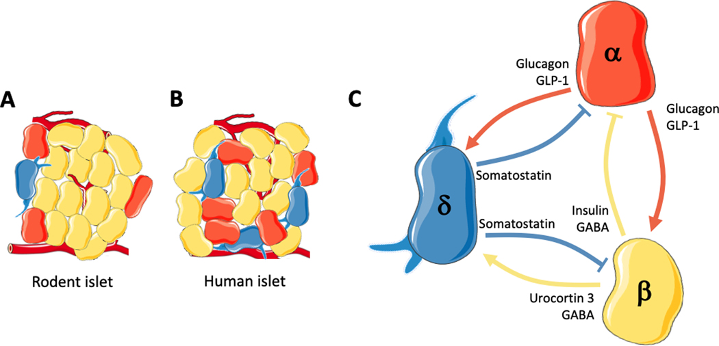 Paracrine signaling in islet function and survival - PMC