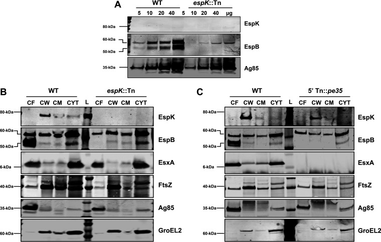 FIG 2