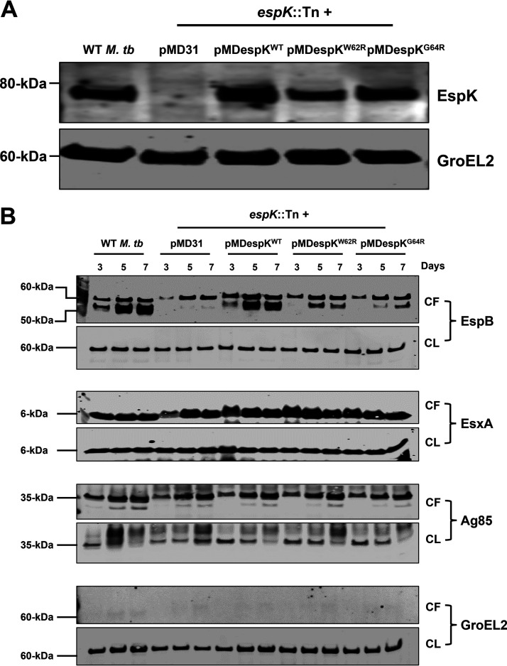 FIG 5