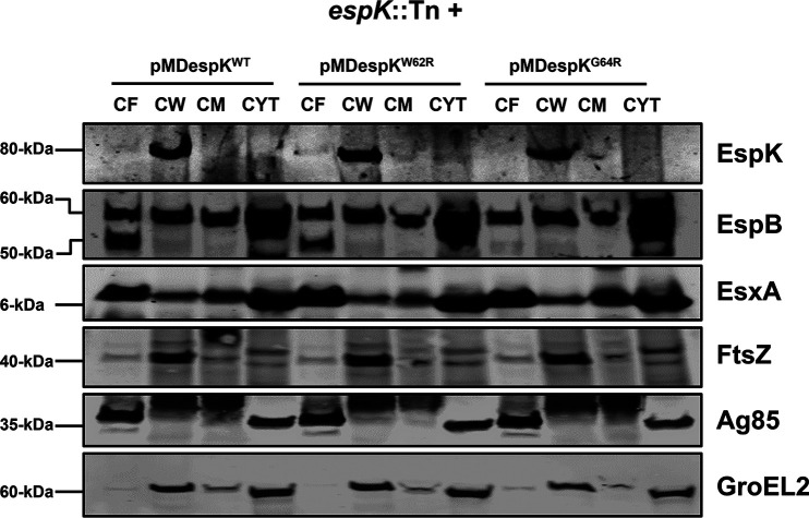 FIG 6