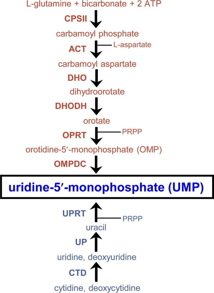 FIG 1