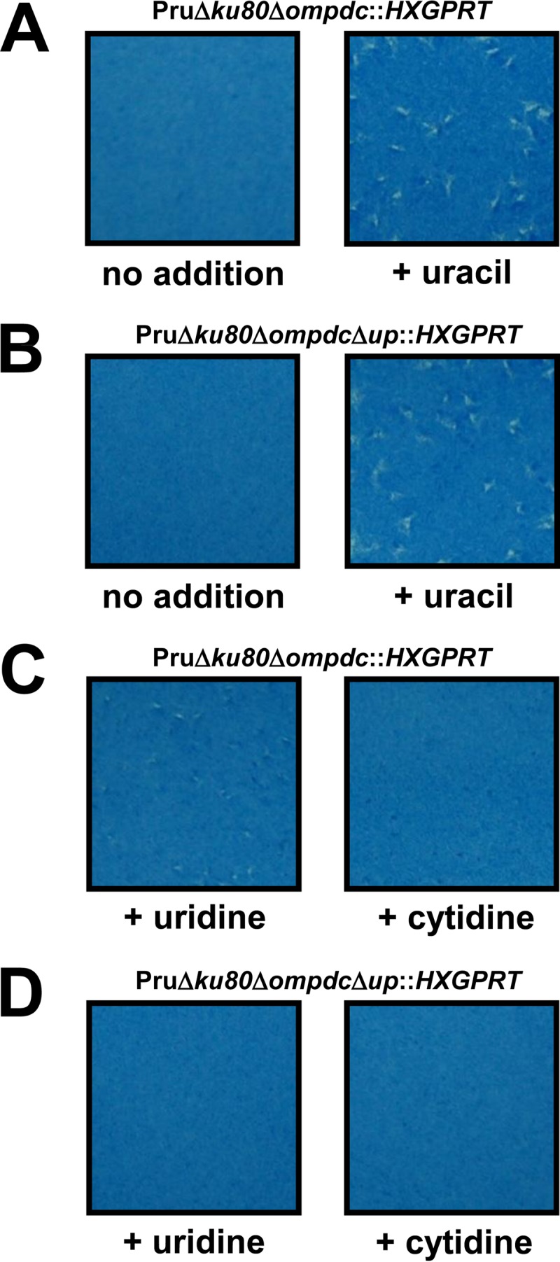 FIG 3