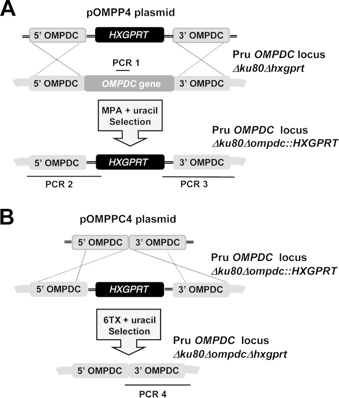 FIG 2