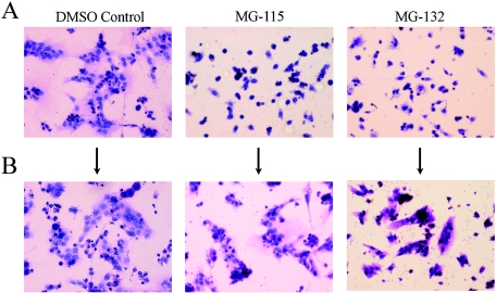 FIG. 6.