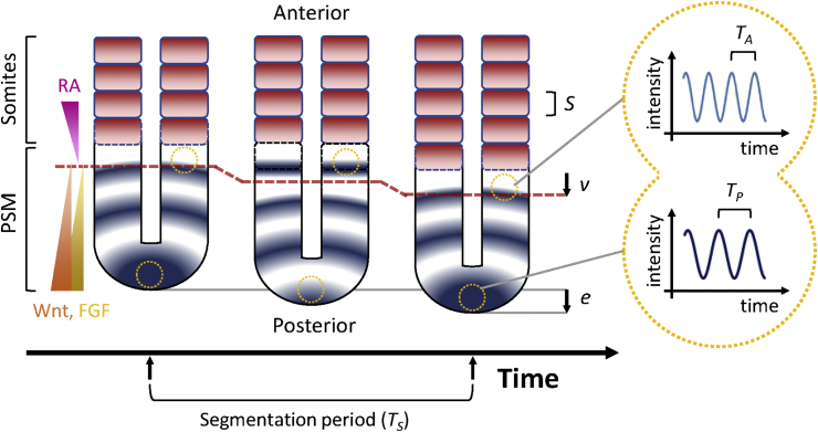 Fig. 2