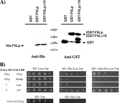 FIG. 6.