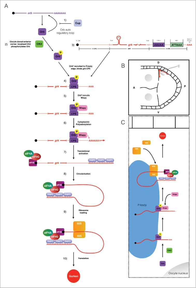 Figure 4.