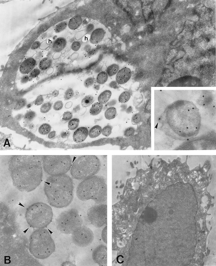 FIG. 1