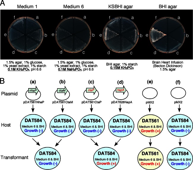 Fig 3