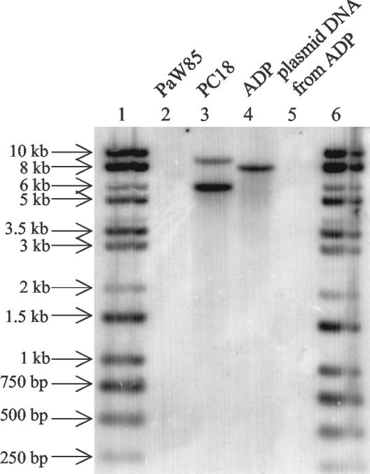 FIG. 5.