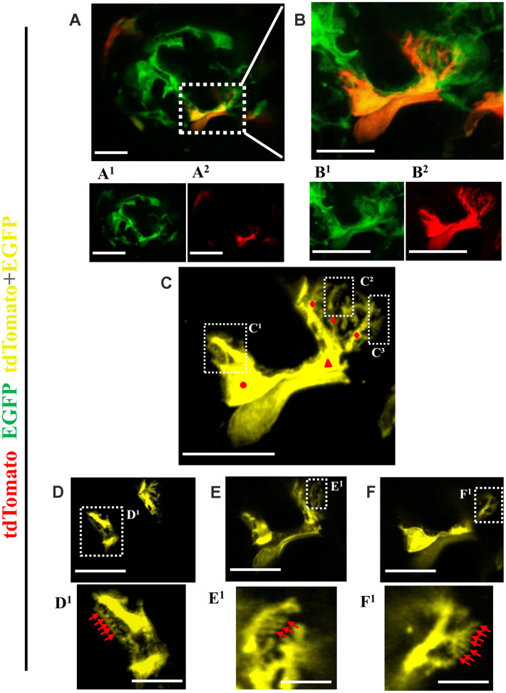 Figure 7