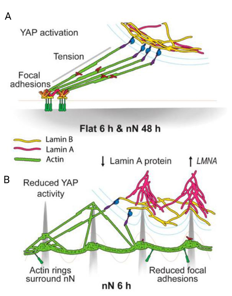 Figure 25