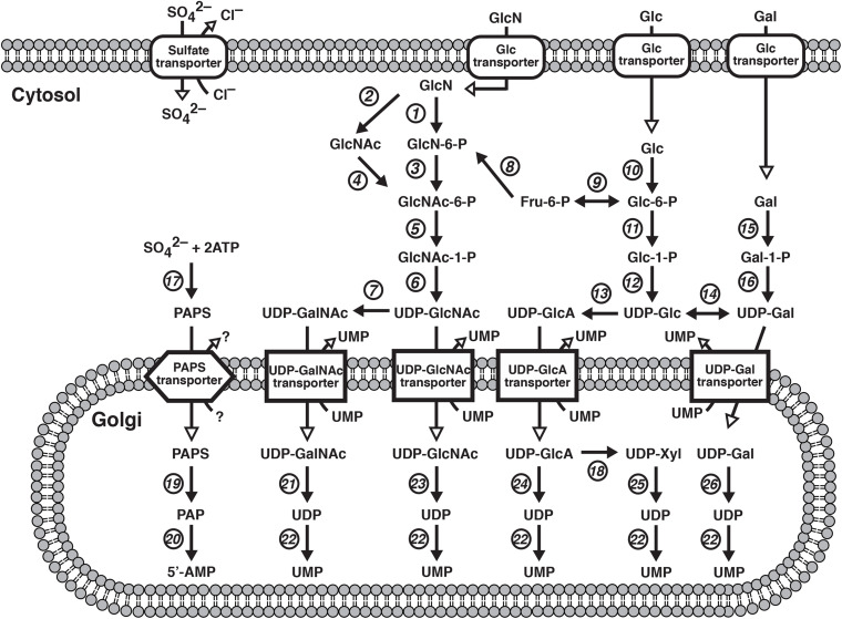 FIGURE 1