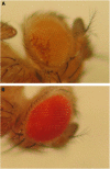 F<sc>igure</sc> 6.—