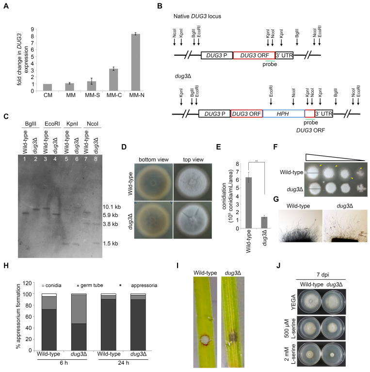 
Figure 1.

M. oryzae
cells lacking the
DUG3
gene are defective in melanization, conidiation, appressorium formation, and host infection

