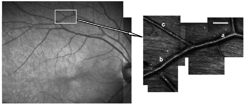 Fig. 7