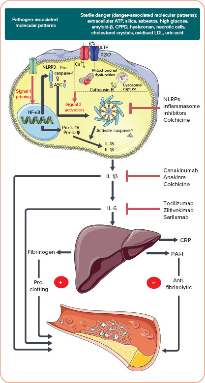 Figure 1: