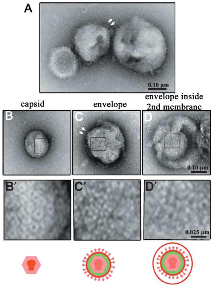 Fig. 4