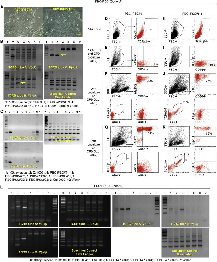 Figure 2