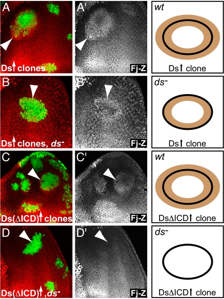 Fig. 3.