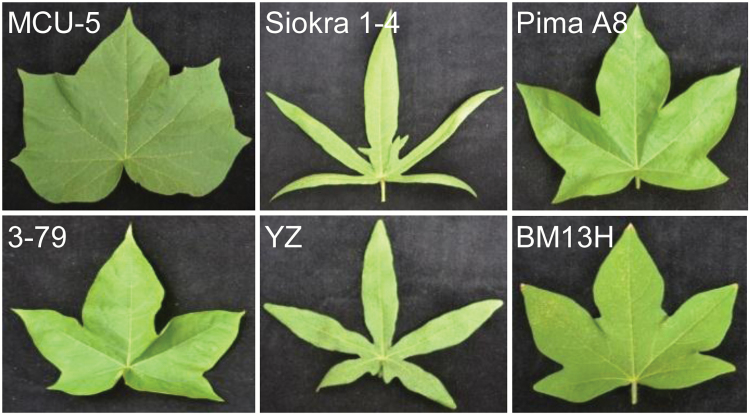 Fig. 2.