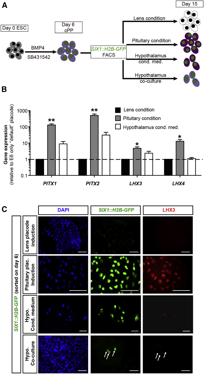 Figure 3