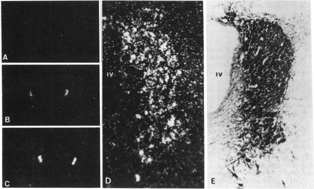 graphic file with name pnas00271-0239-a.jpg