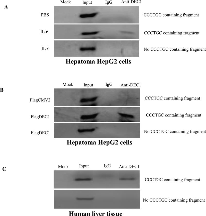 Fig.6