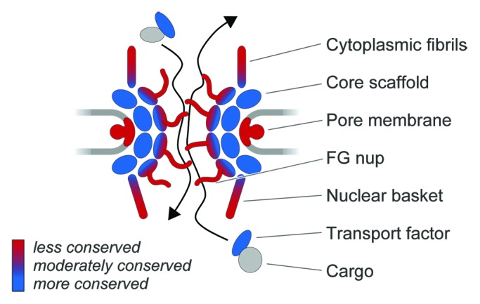 graphic file with name nucl-5-304-g1.jpg