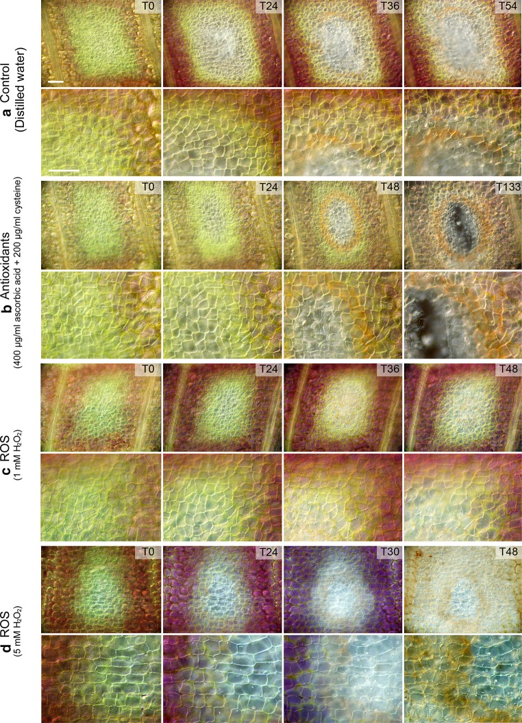 Fig. 4