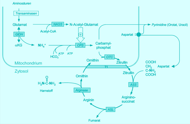 graphic file with name 978-3-642-24710-1_17_Fig13_HTML.jpg