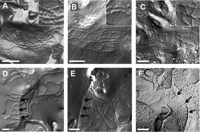 Figure 9.