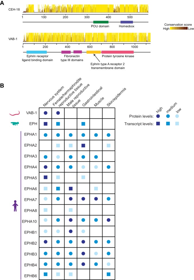 Figure 5—figure supplement 2.