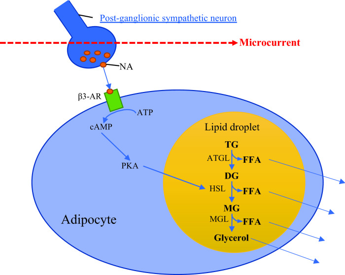 Fig. 2