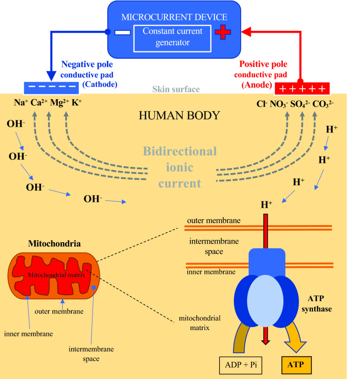 Fig. 1