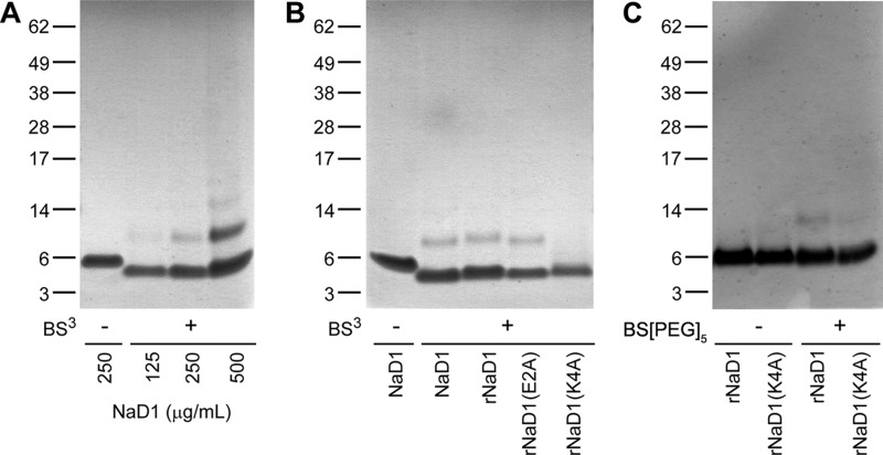 FIGURE 4.