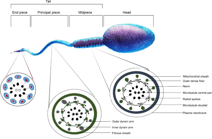 Fig. 1