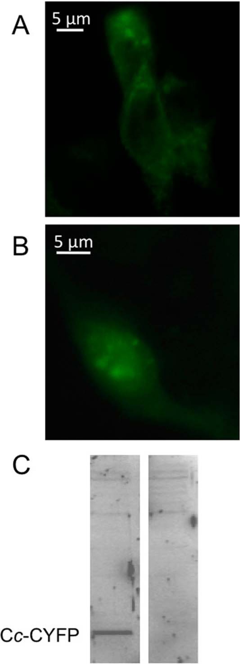 Fig. 3.