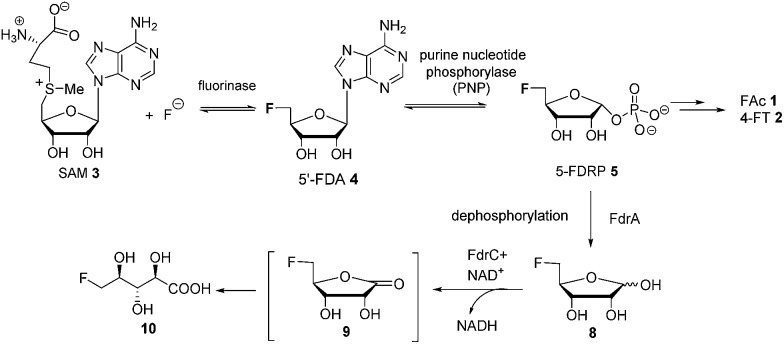 Scheme 4