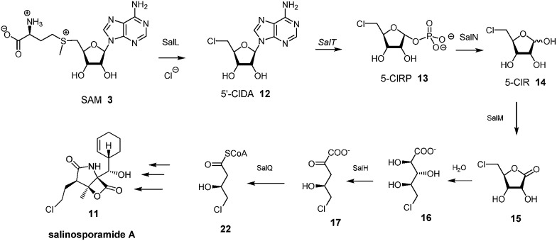 Scheme 2