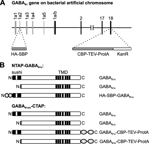 FIGURE 1.