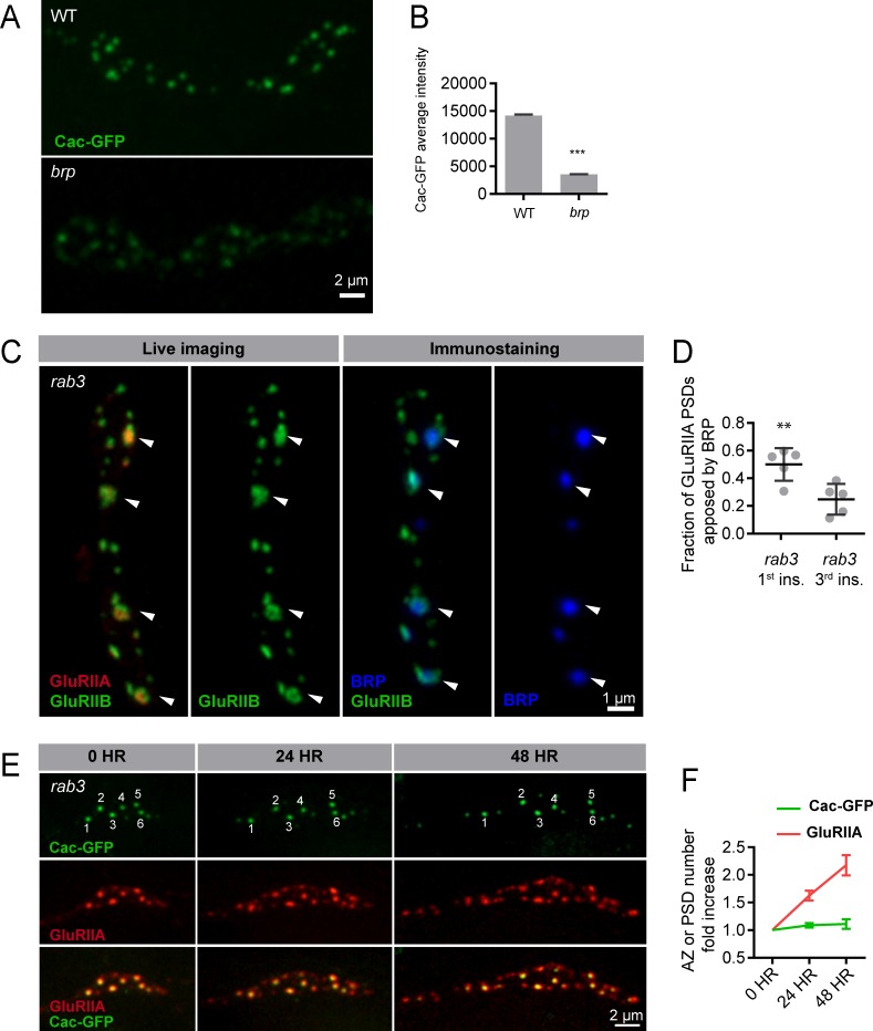 Figure 10—figure supplement 1.