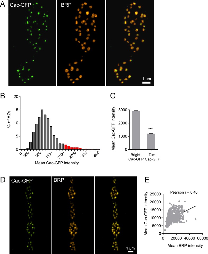 Figure 4—figure supplement 1.