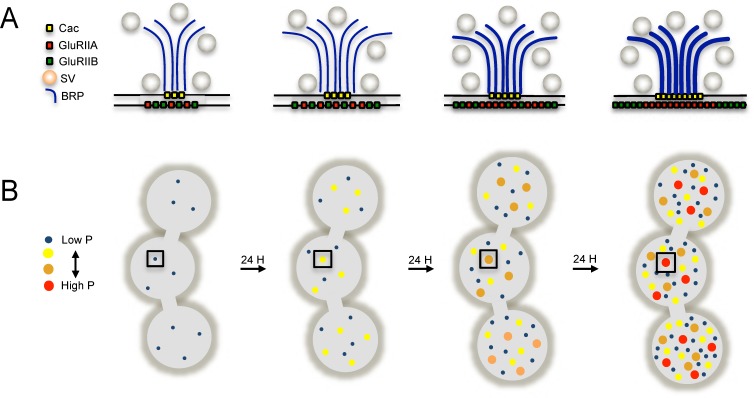 Figure 11.