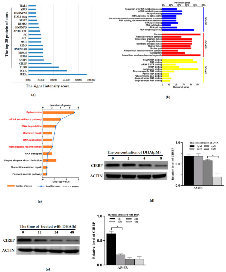 Dihydroartemisinin Reduces Irradiation-Induced Mitophagy and ...