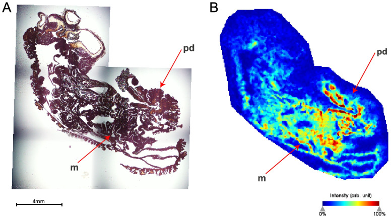 Fig. 5