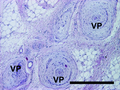 Fig. 10